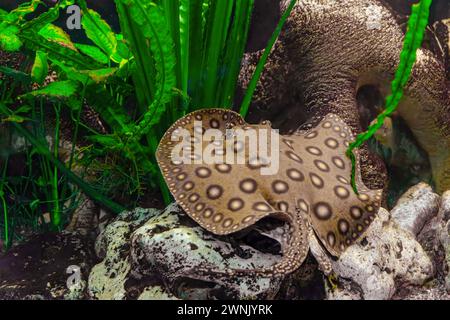 Stingray motoro, Potamotrygon motoro galleggiante in un acquario sul fondo sabbioso. Pavone marrone macchiato sul fiume d'acqua dolce nella piscina dell'acquario, Foto Stock