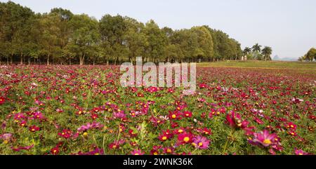 LAIBIN, CINA - 2 MARZO 2024 - Fiori fioriscono al Lavender Manor nella città di Laibin, nella regione autonoma Guangxi Zhuang della Cina meridionale, 2 marzo 2024. Foto Stock