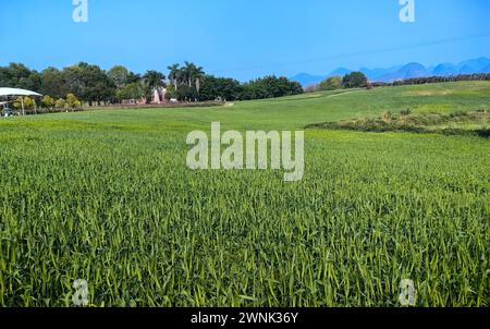 LAIBIN, CINA - 2 MARZO 2024 - Un maniero di lavanda si trova nella città di Laibin, nella regione autonoma Guangxi Zhuang della Cina meridionale, 2 marzo 2024. Foto Stock