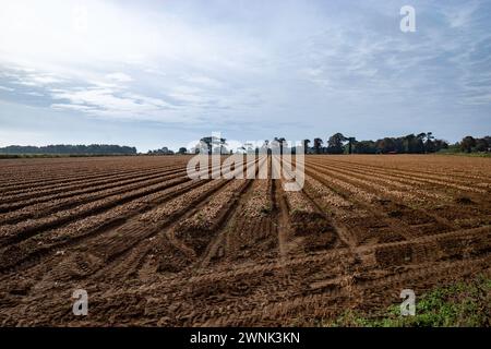 Onion harvest Bawdsey Suffolk REGNO UNITO Foto Stock