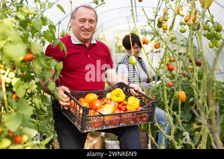 Coppia anziana che raccoglie le verdure in scatola insieme in serra del giardino Foto Stock