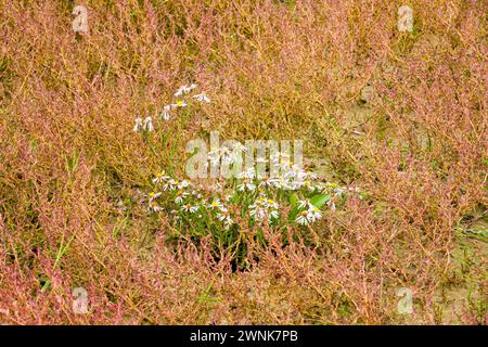 Seashore aster, Tripolium pannonicum, fiori su paludi salate, Kniepsand, isola di Amrum, Frisia settentrionale, Schleswig-Holstein, Germania Foto Stock