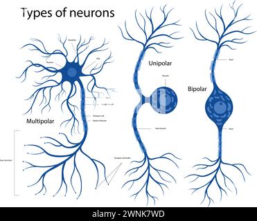 Tipi di neuroni. La struttura di un neurone nel cervello. Illustrazione Vettoriale