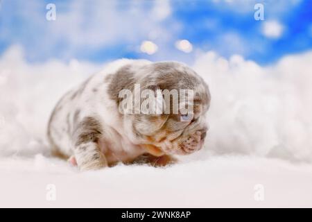 Cucciolo di cane Bulldog francese Merle con soffici nuvole Foto Stock