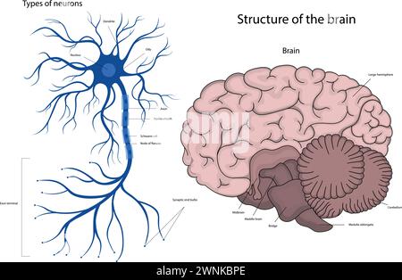 La struttura di un neurone nel cervello. La struttura del cervello umano. Illustrazione Vettoriale