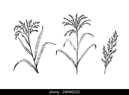 Piante di riso e orecchie. Illustrazione vettoriale di schizzo in bianco e nero. Illustrazione Vettoriale