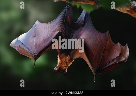 Large Flying Fox (Pteropus vampyrus) con ali aperte Foto Stock