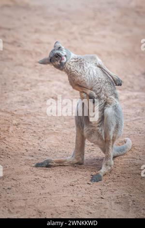 Graffio al canguro rosso bambino (Osphranter rufus) Foto Stock