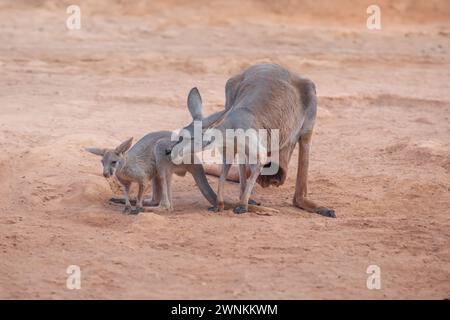 Mamma di canguro rosso con bambino (Osphranter rufus) Foto Stock