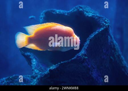 Midas Cichlid (Amphilophus citrinellus) - pesce d'acqua dolce Foto Stock