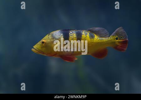 Monoculus Peacock Bass (Cichla monoculus) - pesce d'acqua dolce Foto Stock