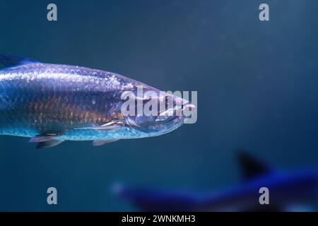 Pesce Tarpone Atlantico (Megalops atlanticus) Foto Stock