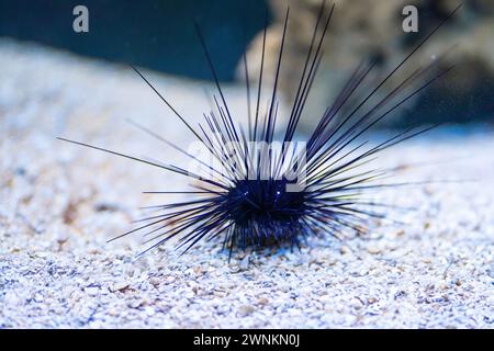 Urchina marina porcospina (Diadema setosum) Foto Stock