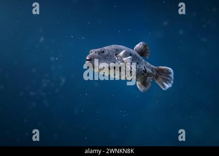 Pesce pigiama maculato (Arothron nigropunctatus) o pigiama con faccia di cane Foto Stock