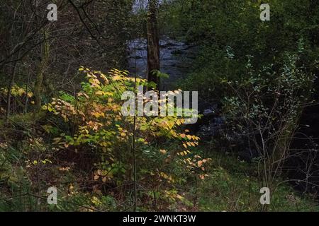 Riserva naturale Healey Dell in inverno Foto Stock