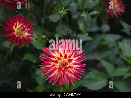 Fiori di Cactus dahlia rossi e gialli in fiore Foto Stock