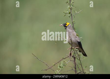 Wattled starling (Creatophora cinerea), maschio in piumaggio Foto Stock