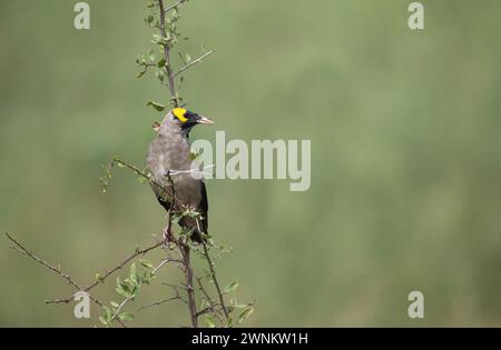 Wattled starling (Creatophora cinerea), maschio in piumaggio Foto Stock