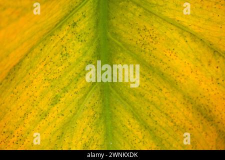 Monstera deliciosa con una foglia gialla a causa di problemi con malattie o danni da insetti Foto Stock