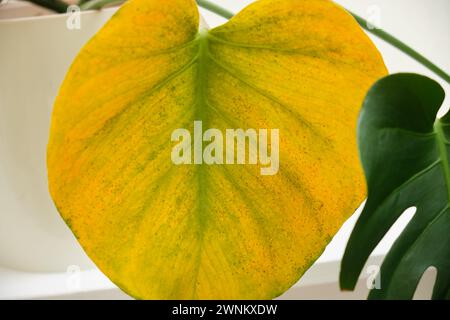 Monstera deliciosa con una foglia gialla a causa di problemi con malattie o danni da insetti Foto Stock