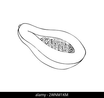Disegno vettoriale papaya. Illustrazione di frutta tropicale disegnata a mano. Frutta di papaya a fette con semi. Illustrazione Vettoriale