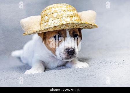 Simpatica femmina Jack Russell Terrier cucciolo con un cappello su sfondo grigio Foto Stock