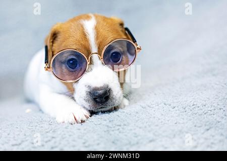 Simpatica femmina Jack Russell Terrier cucciolo con occhiali su sfondo grigio Foto Stock