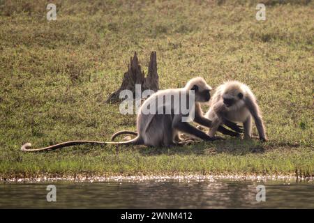 Langur dai piedi neri - Semnopithecus hypoleucos, splendido primate popolare proveniente dalle foreste e dai boschi dell'Asia meridionale, riserva delle tigri di Nagarahole, India. Foto Stock