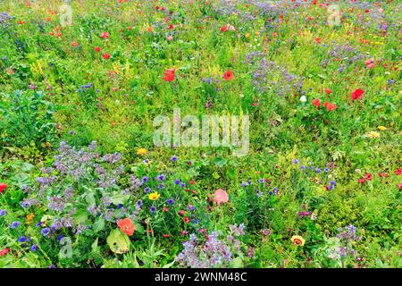 Prato colorato di fiori, Germerode, Meissner, Frau-Holle-Land Geo-nature Park, Assia, Germania Foto Stock