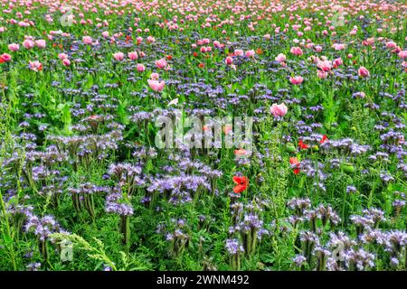 Prato di fiori colorato, phacelia, papavero tufted, papavero da oppio, papavero di mais, letame verde, Germerode, Meissner, Frau-Holle-Land Geo-Nature Park Foto Stock