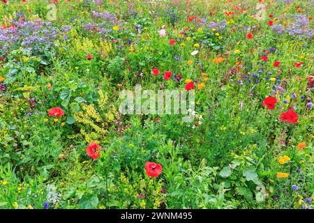 Prato colorato di fiori, Germerode, Meissner, Frau-Holle-Land Geo-nature Park, Assia, Germania Foto Stock