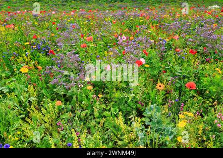 Prato colorato di fiori, Germerode, Meissner, Frau-Holle-Land Geo-nature Park, Assia, Germania Foto Stock