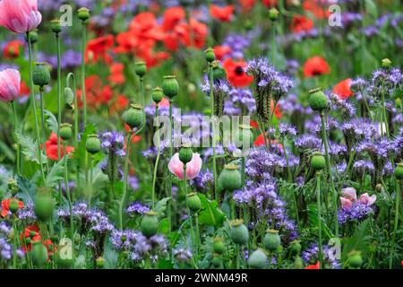 Prato di fiori colorato, phacelia, papavero tufted, papavero da oppio, papavero di mais, letame verde, Germerode, Meissner, Frau-Holle-Land Geo-Nature Park Foto Stock