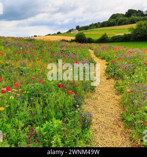 Sentiero escursionistico attraverso un colorato prato di fiori, Germerode, Meissner, Frau-Holle-Land Geo-nature Park, Assia, Germania Foto Stock