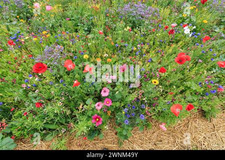 Prato di fiori colorato, mare di fiori, Germerode, Meissner, Frau-Holle-Land Geo-nature Park, Assia, Germania Foto Stock