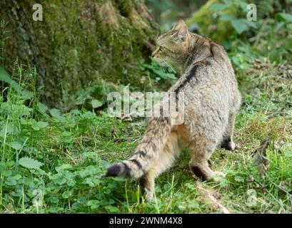 European wildcat (Felis silvestris) in un prato forestale, prigioniero, Germania Foto Stock