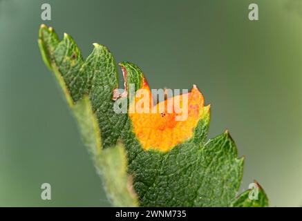 Fungo ruggine (Gymnosporangium cornutum) sul lato superiore di una foglia della sua pianta ospite, il comune europeo rowan (Sorbus aucuparia), Vallese Foto Stock