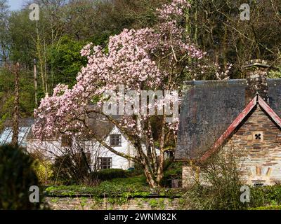 Fiore rosa dell'albero deciduo fiorito all'inizio della primavera, Magnolia cambellii, fiorito dietro gli edifici della Garden House, Devon, Regno Unito Foto Stock