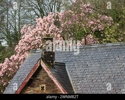 Fiore rosa dell'albero deciduo fiorito all'inizio della primavera, Magnolia cambellii, fiorito dietro gli edifici della Garden House, Devon, Regno Unito Foto Stock