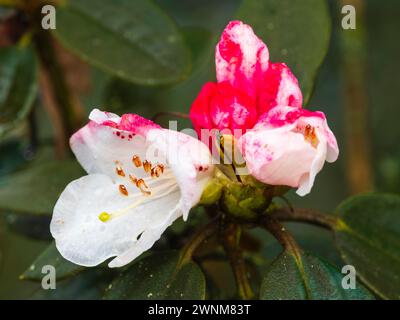 All'inizio della primavera fiori bianchi del robusto, taiwanese, sempreverde, Rhododendron pachysanthum, si aprono da gemme rosso-rosa Foto Stock