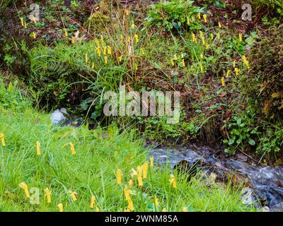 All'inizio della primavera fiorente Narcissus Cyclamineus giallo naturalizzato su una riva del fiume presso la Garden House, Devon, Regno Unito Foto Stock