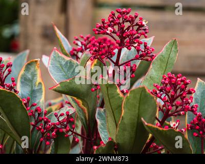 Boccioli rossi e fiori primaverili nei panicoli del variegato arbusto sempreverde, Skimmia japonica "Perosa" Foto Stock