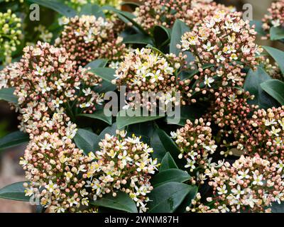 Profumati fiori primaverili maschili nelle panicole del robusto arbusto sempreverde, Skimmia japonica "Marlot" Foto Stock