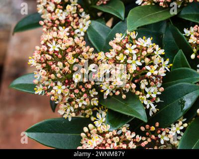 Profumati fiori primaverili maschili nelle panicole del robusto arbusto sempreverde, Skimmia japonica "Marlot" Foto Stock