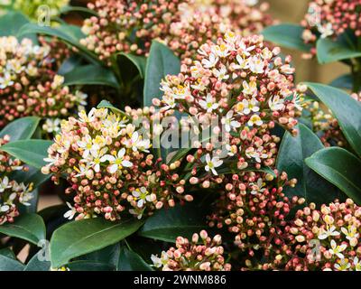 Profumati fiori primaverili maschili nelle panicole del robusto arbusto sempreverde, Skimmia japonica "Marlot" Foto Stock