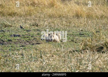 Leone africano femminile che inizia a perseguitare le sue prede sulle praterie. Foto Stock