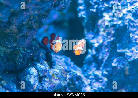 Anfiprion Ocellaris pesce lupo o anemone nell'acquario marino. Foto Stock