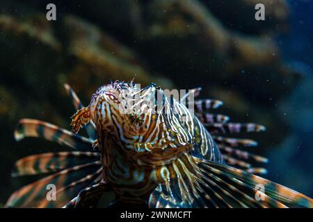 Foto ravvicinata di Devil Firefish nell'acquario. Foto Stock