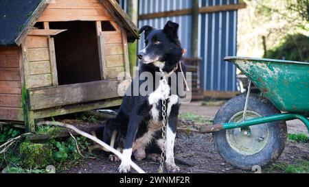 Farm Sheep Dog in Natural Settlement (immagine scattata in Galles, Regno Unito) Foto Stock