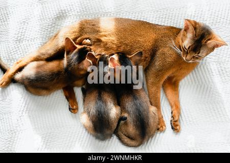 La mamma, il gatto adulto, allatta i piccoli gattini appena nati con il latte. Gattini dai colori selvaggi di razza di gatto abissino che mangiano su una coperta bianca. Divertente pelliccia f Foto Stock